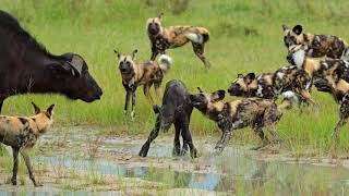 African wild dog hunting Buffalo calf Moremi Game Reserve Botswana [upl. by Irmgard]