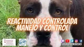 Reactividad controlada manejo y control perroreactivo reactividadcanina adiestramientocanino [upl. by Atiroc]