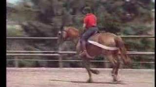 Tellington TTouch® Training for a Mare Nervous Under Saddle [upl. by Alhan]