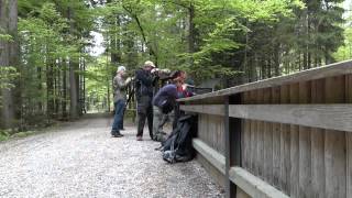 Nationalpark Bayrischer Wald  Tierfreigelände [upl. by Notsej297]