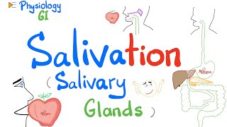 Salivation Salivary glands Parotid Submandibular Sublingual  GI Physiology [upl. by Naujyt315]