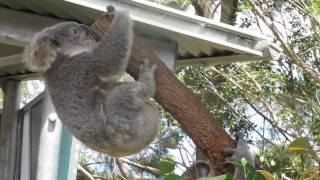 Crazy koala fight [upl. by Araas369]