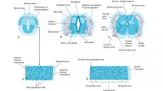 Neurulation  Animated Embryology [upl. by Coralyn]