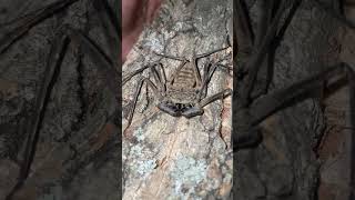 Beautiful Tailless Whip Scorpion [upl. by Rind967]