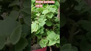 Kitchen gardening ajwain plant ke ko gro karna aasanSeptember 13 2024youtubeshorts [upl. by Dayiz]