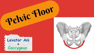 Pelvic floor or diaphragm  Pelvic wall Part 1 Anatomy functions and components of pelvic floor [upl. by Epstein]