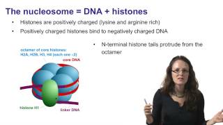 3 Chromatin and the nucleosome [upl. by Treblah]