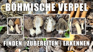 Böhmische Verpel essbar  Wo wachsen Verpeln Verwechslung Rezept  early morel Runzelverpel [upl. by Hanako629]