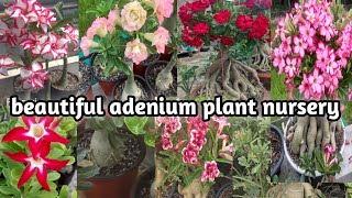 adenium hub special vedio।3years old plant। limited stock।adenium [upl. by Aleibarg]