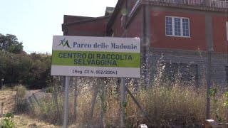 Inaugurato a Petralia Sottana il primo centro raccolta ungulati selvatici della Sicilia interviste [upl. by Atikehs]