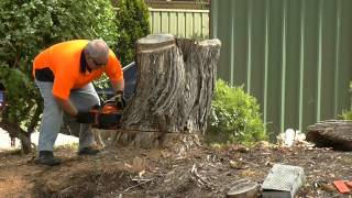 Oleo Mac 284 MPF chainsaw cutting a stump [upl. by Eillor]