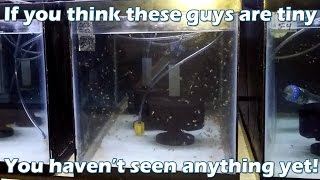 Episode 89  Reef Stew amp More 4 Hatching and Rearing Tanks [upl. by Aisyram]