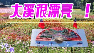 大溪花彩節11月11日登場 去大溪賞花最棒  影片拍攝日期 2023年11月2日 [upl. by Semreh]