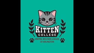 Kitten College and Kitten Fostering w Marnie Russ [upl. by Aikemal]