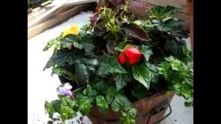 Shade Planter with Begonias Coleus and Torenia Central Alberta [upl. by Dorreg]