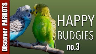 Happy Budgies 3  Budgerigar Sounds to Play for Your Parakeets  Discover PARROTS [upl. by Ydda]