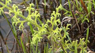 Lycopodiella cernua L Pichi Sermolli [upl. by Yecnahc]