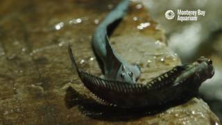 The Leaping Blenny—A Terrestrial Fish [upl. by Vinaya905]