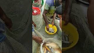 Barishal farm fishing video 1 [upl. by Onyx975]