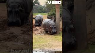 Amazing Animal Fact Hippos Natural Sunscreen hippo facts [upl. by Yk]