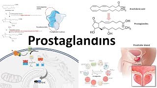 Prostaglandins  Biosynthesisfunction and regulation [upl. by Yelsna]