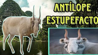 Saiga El Antílope De La Nariz Increíble  EN PELIGRO DE EXTINCION [upl. by Annora78]