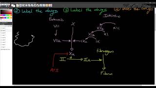 1210  PCOL Final Review Anticoag AlphaBeta Drugs [upl. by Assiluj236]