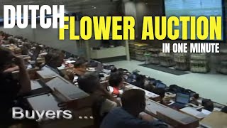 Daily flower auction in Netherlands  Fastest auction in Europe [upl. by Reviere867]