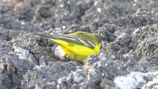 Yellow Wagtails  Motacilla flava dombrowskii [upl. by Adaran]