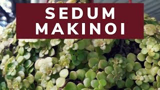 SEDUM MAKINOI  Dicas de Cultivo [upl. by Higgs]