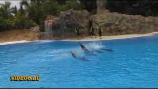 Шоу дельфинов  Loro parque dolphins show [upl. by Cut]