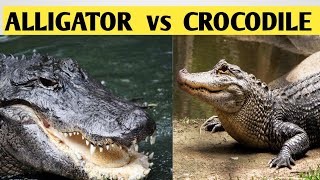 Alligator vs Crocodile  Difference between Alligator and Crocodile  Easy Comparison [upl. by Eyatnod]