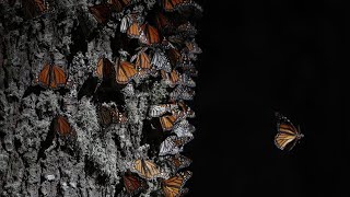 Monarch Butterflies Return To Mexico On Annual Migration [upl. by Abrahams]