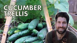 Use This Cucumber Trellis for a HUGE Harvest [upl. by Pitarys360]