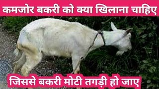 Sabri goat farm bakri kamzor ho rahi he\stalfeed bakri ki kese gami me dekhbhal gamri se bacahao [upl. by Nivrag]