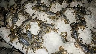 They Sold It For 40 Million DollarsAmazing Scorpion Farming TechnologyScorpion Venom Harvesting [upl. by Ymmij]