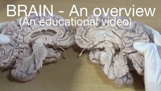 BRAIN  An overview An educational video [upl. by Va]