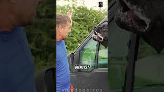 Kangal vs Cane Corso ¿Quién es el más fuerte [upl. by Swetlana]