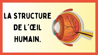 Structure de loeil humain [upl. by Neret]