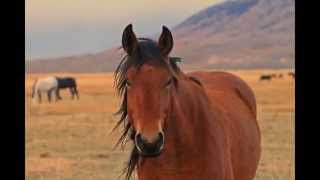 Deerwood Ranch Wild Horse Eco Sanctuary w music [upl. by Einiffit669]