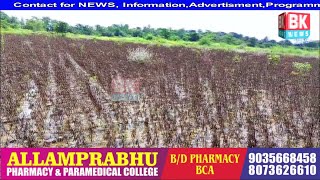 Barish se Soyabean ke 7 Ekar Fasal Kisan ke BarbadBK NEWS BASAVAKALYAN 5337 [upl. by Nathalia]