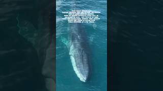 Fin Whale counter Shading shorts whales animals wildlife whale explore youtubeshorts [upl. by Cassy794]