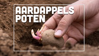 Aardappels poten  Maxims Moestuin 3 [upl. by Enrobyalc]