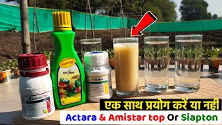 Actara syngenta  Amistar top  siapton Tonic Experiment [upl. by Ittap]