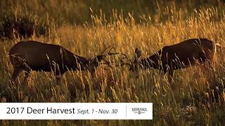 Nebraskas 2017 Fall Deer Harvest Numbers [upl. by Olracnaig]