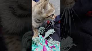 Meri meow meow pet lover catvideos cat short viralvideo funnyshorts cuteanimals animal [upl. by Bringhurst922]