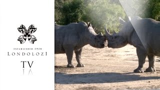 Rhinos Courting and Mating  Londolozi TV [upl. by Philippine]