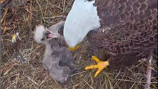 SWFL Eagles  Feisty E23 BONKS Dad Twice M Feeds E23 ♥ Mating With F23 Keeping Bond Strong 11524 [upl. by Jessalyn]