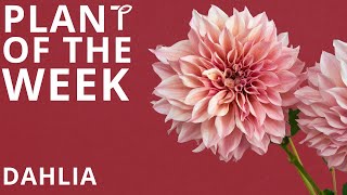 Plant of the Week Dahlia [upl. by Elena]