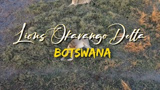 Lions of Okavango Delta 4K Drone Wildlife Photography amp Videography  The Nature Project [upl. by Asabi]